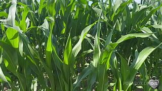 Дилдо и фистинг на улице на кукурузном поле - порно видео