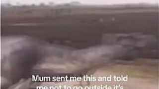 Мама сумасшедшая - порно видео